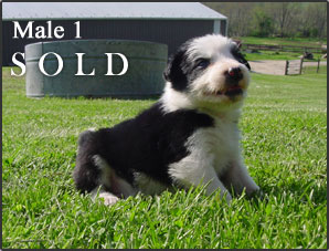 BWBC Oreo Pups