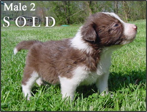 BWBC Oreo Pups