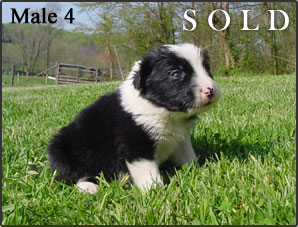 BWBC Oreo Pups