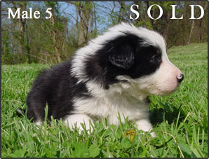 BWBC Oreo Pups
